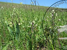 Бельвалия великолепная 001